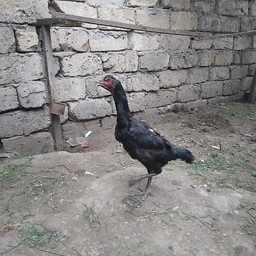 Toyuq, Damazlıq