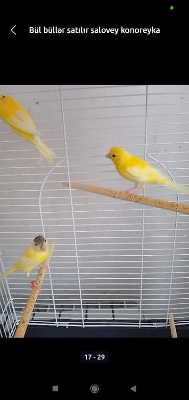 Digər heyvanlar: Bül büllər kanareyka solavey bul bul konareyka super oxuyan erkəy — 3
