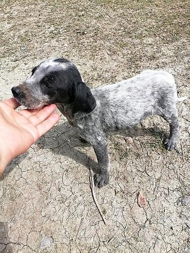 it satisi gence: İtlər — 1