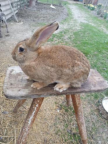 dovşam: Məhsul: Dovşanlar (saf təsərrüfat yetişdirməsi) Təsvir: - Ağ tüklü — 3