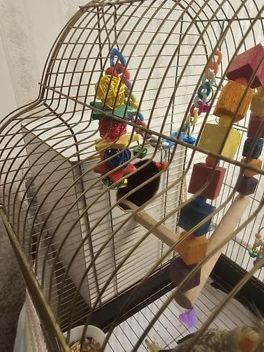 Heyvanlar üçün mallar: Nimfa (cockatiel) cütlüyü və tam avadanlıqlı qəfəs dəsti. Biri erkek — 3