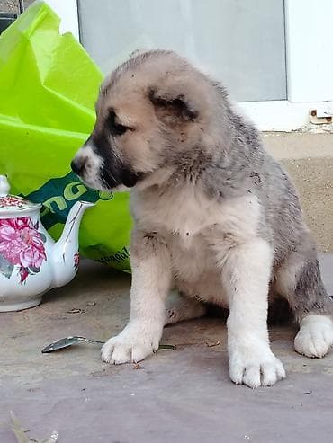 Alabay, 1 ay, Erkek, Ödənişli çatdırılma
