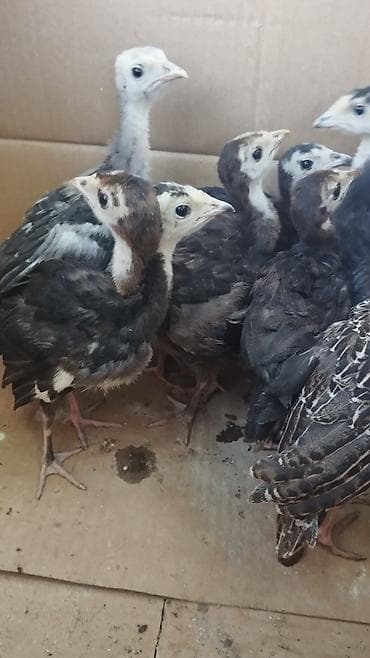 Другие птицы: 1 aylıq balalardı tam sağlamdı sağlamlıqlarına cavabdehəm 18 denedi — 2