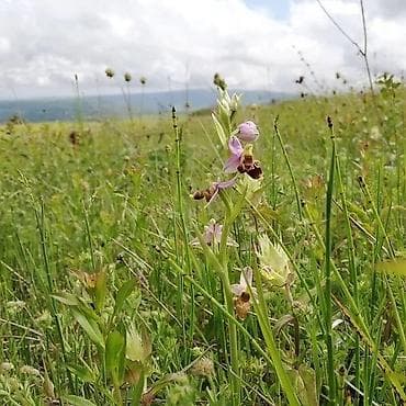 su cen: Məhsul:Şamaxı. Baba dagının ətəyi Dağ çiçəklərindən toplanmış təbii — 5