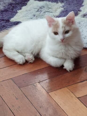 pişiy adları: Şotland yastı qulaq, Yaxşı əllərə — 3