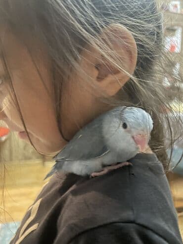jako tutuquşusunun digər adı: Məhsul: Ev quşu – mavi tonlarda kiçik papuqay (parrotlet/lovebird — 4