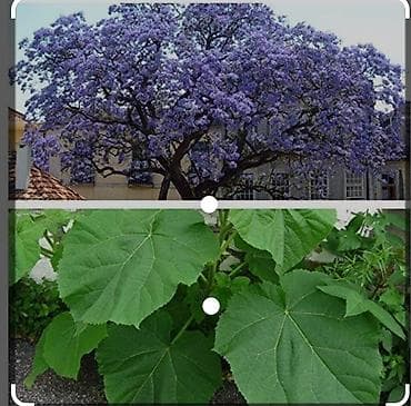 Pavloniya (Adəm agaci)ağacları satılır .dunyanin ən tez böyüyən