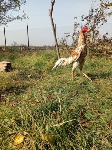 xoruz satışı: Salam aleykum hər ikisi satlır doşab döllük kimi Plimut doyuşe yarayır — 1
