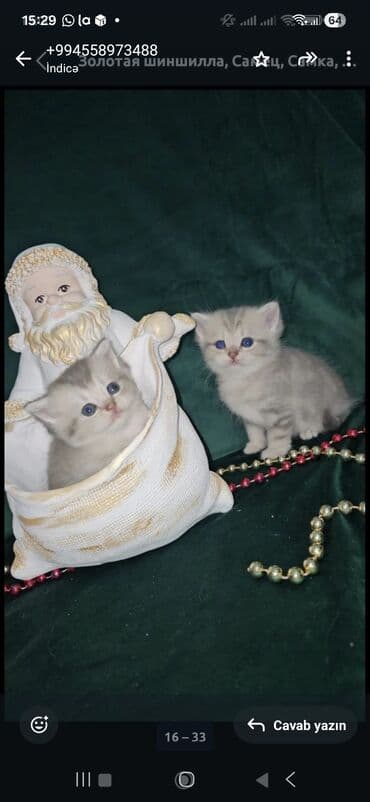 pişiklər üçün: Britan, Yaxşı əllərə — 4