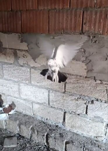 cins goyərcinlər: Oynaq quşdu mayadi — 1