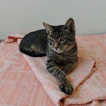 кошка в добрые руки: Самец, В добрые руки — 2