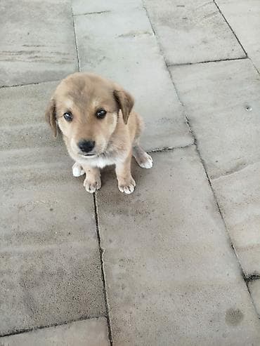1 ay, Dişi, Ünvandan götürmə lalafo.az -da 1 ay, Dişi, Ünvandan götürmə