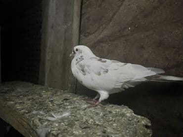 hazır yuva: Məhsul: Ev göyərçinləri – cüt Təsvir: - Şəkillərdəki quşlar evdə — 7