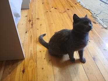 menks pisikleri: Britan, Dişi, Ünvandan götürmə — 2