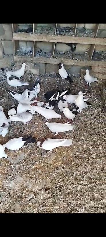 Göyərçinlər: Salam tərgizilmə quşlardir 40 a yaxindir içində hər cür quş var — 3