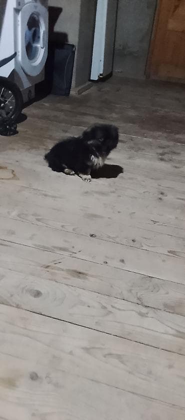 balaca şirin itler: Peyvəndli — 4