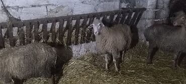 İtlər: Salam qoca qoyunlar satılır 350 ünvan Siyəzən əlaqə nömrəsi — 2