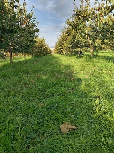qaradağ rayonu sahil qəsəbəsi: 50 sot, Mülkiyyətçi, Kupça (Çıxarış) — 4