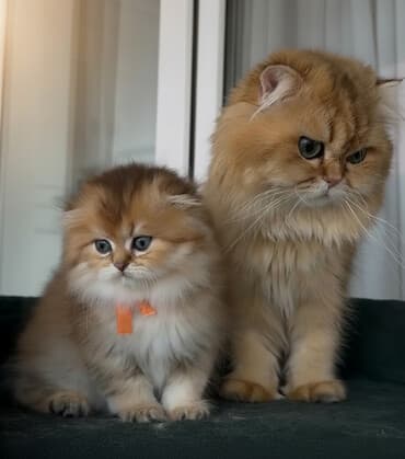 британская кошка цена в баку: Британская, Самец, Для вязки — 1