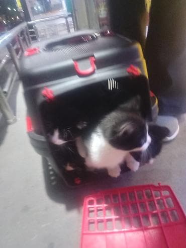 5 Dənə dir. Pulsuz Verlir yaxşı baxan olsun Allaha xatir