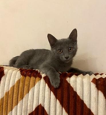 rus mavisi pişik satışı: Rus mavi, Erkək, Yaxşı əllərə — 1