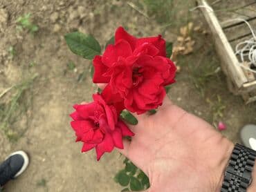 şaxtagülü qiyməti: Qızıl güllər satılır✅ İstənilən qədər var✅ Rəng çeşitləridə var✅ — 9