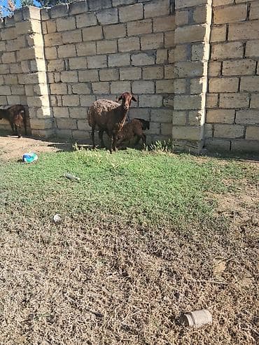 qala quzu: Qala qoyunh balasi erkeydi — 1