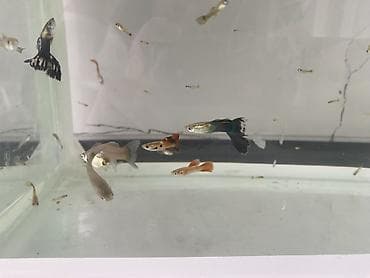 akvarium baligi: 200 eded quppi balıqlar hamısı 68manata real alıcıya endirim olacak — 9