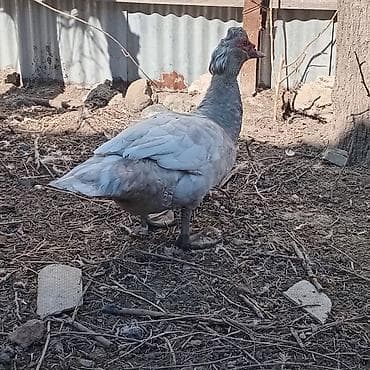 kənd heyvanları: 9 aylıq mirvari Aktiv ərkəy, ağır cəkili heyvandır, 3 dənədir deyə — 3