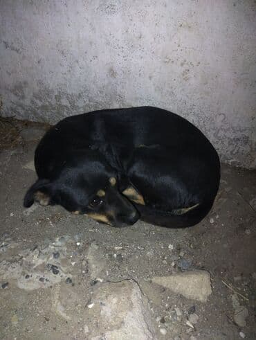 bakida it satisi: Qara rəngli, kiçik ölçülü it - Rəng: tam qara,döş və pəncələrdə — 2