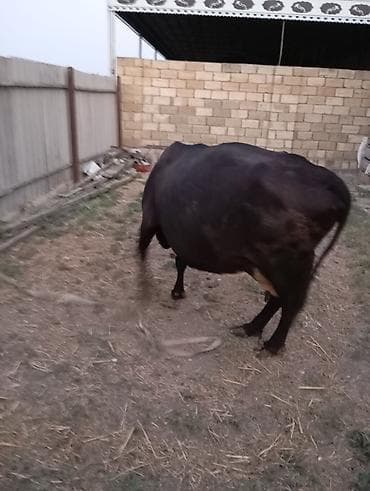sudluk inekler satışı: Qara rəngli inək satılır. 15-16 litr süd verir.yem yesə daha çox süd — 3
