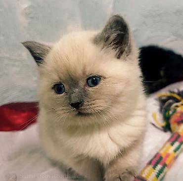 pişik siyam: Şinşilla, Erkək — 2