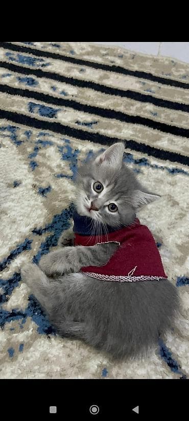 pişik daşıma: Yaxşı əllərə — 4