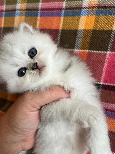 Gümüş rəngli uzun tüklü balaca pişik bala - Cins tipi: uzun tüklü — 7
