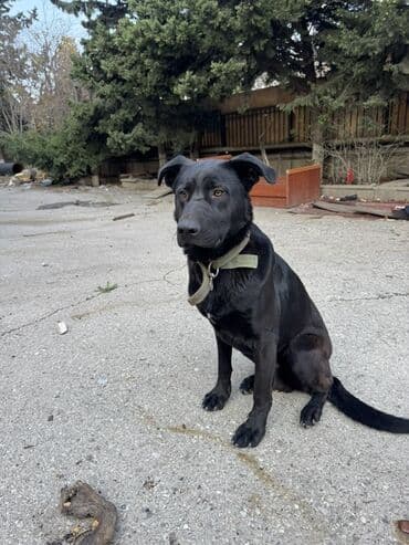 Erkek lalafo.az -da Erkek