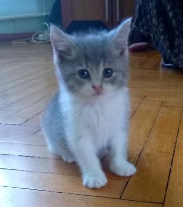heyvan: Бесплатно пристраивается котенок-девочка. Возраст 2 месяца, дымчатого — 1