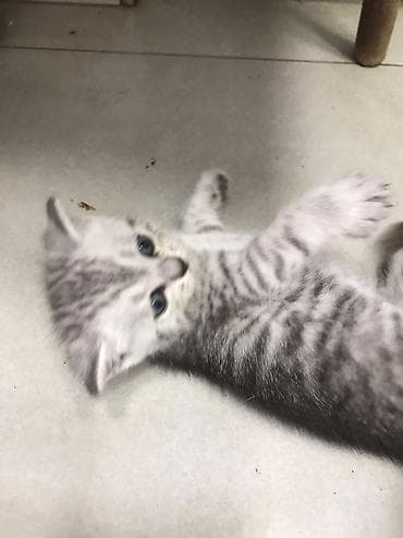 bala pişik pulsuz: Şotland — 4