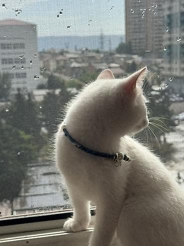 Pişiklər: Şotland, Erkək, Yaxşı əllərə — 5