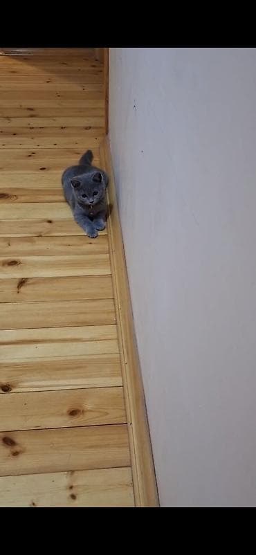 pişik gəncə: Britan, Dişi — 4