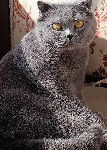 Şotland lalafo.az -da Şotland