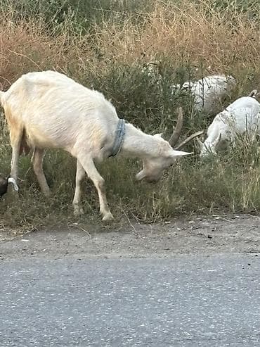 heyvan mal: Südqoyun (qədeş) sürüsü – südçülük və çoxalma üçün - Növ: ev kozası — 8