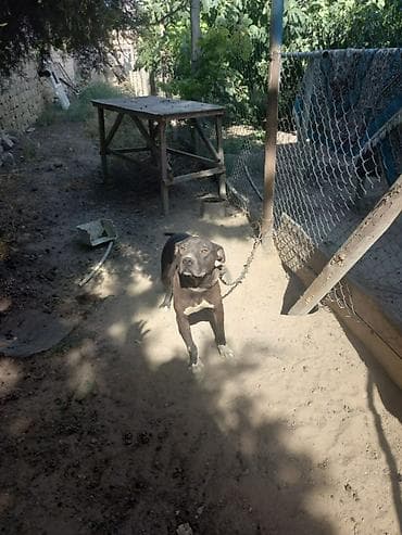 it xaski: Pitbul, 2 il, Erkek, Ünvandan götürmə — 4