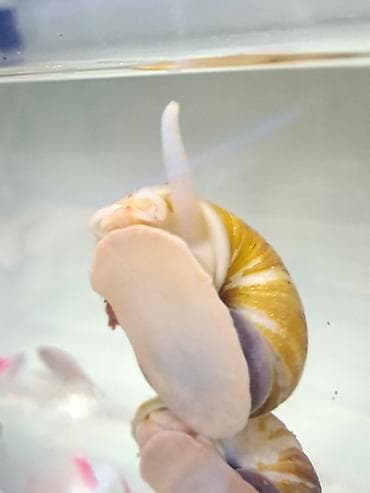 İri ölçüdə akvariumu temizleyen ilbizlerimiz artiq yem qaliqlari ve