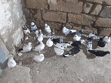 ley quşu: Məhsul: Ev göyərçinləri dəsti Təsvir: - Qarışıq rənglərdə və — 4