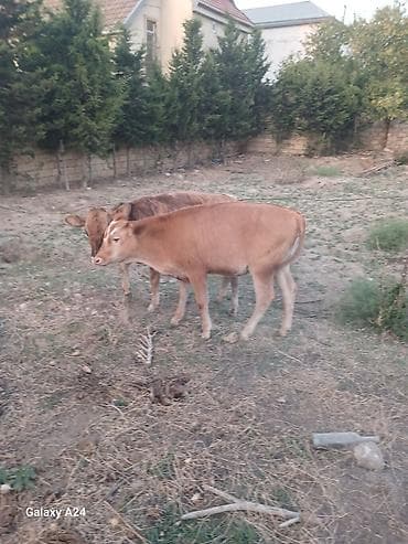 kök dana: Satılır: 2 baş dana - Növ: iri buynuzlu heyvan (dana) - Say: 2 ədəd - — 6