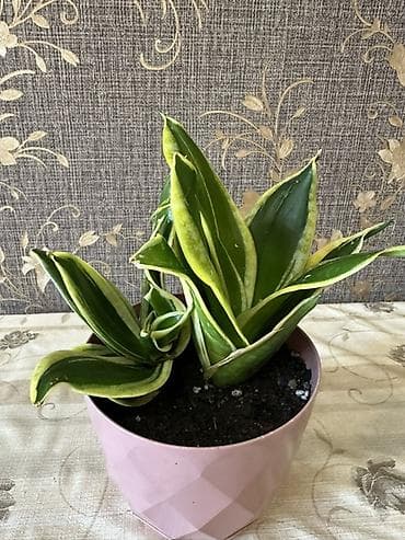 Комнатные растения: Sansevieria “Hahnii” (Qızıl Haşiyəli) – dekorativ otaq bitkisi - Növ — 2