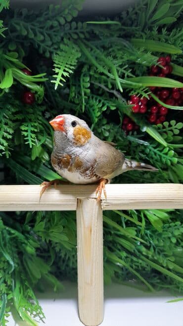 hazır hicablar: Amadin quslari saglam ve hazir quslardir. cüt veya tek satilir. qiymet — 6