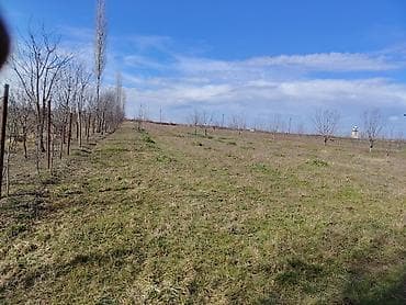 gencede torpaq satilir: 23 sot, Tikinti — 4