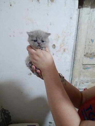 usaq ucun at: Britan — 7