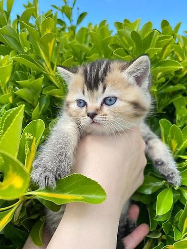 pisiy cantasi: Qızıl şinşilla — 3